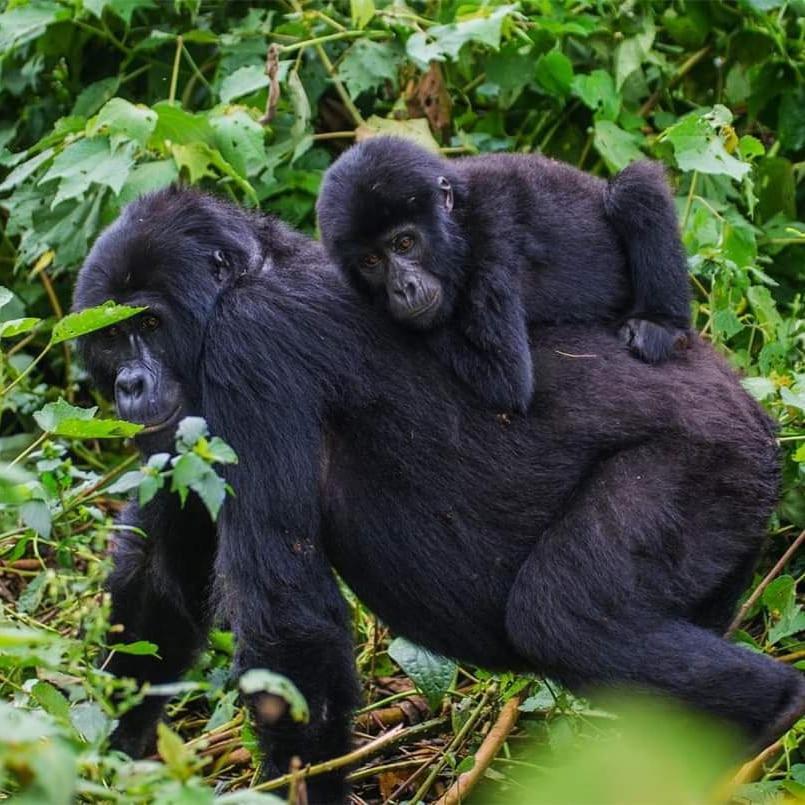 Gorilla Hills Eco-Lodge Kisoro Eksteriør billede